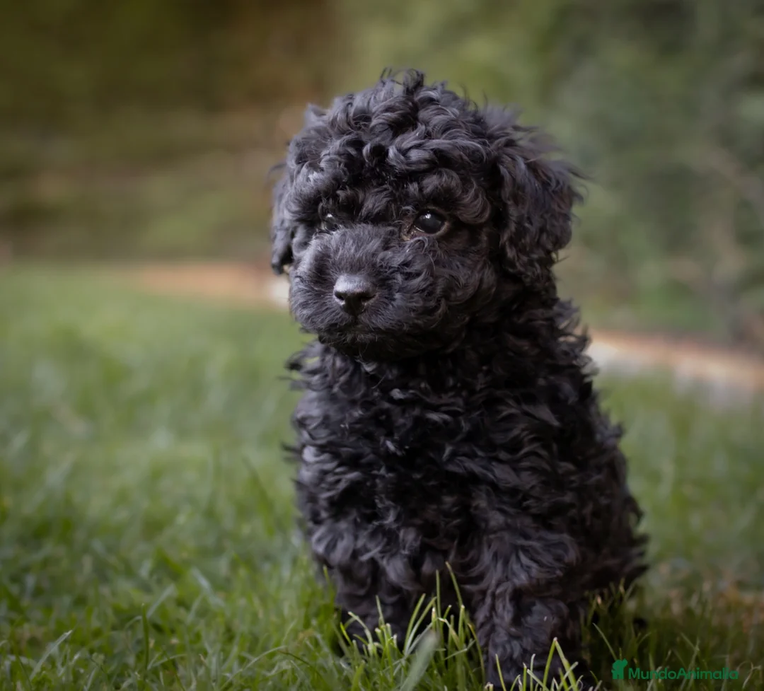 Caniche Toy perros en venta: Caniche Toy Macho negro  - Anuncio 5