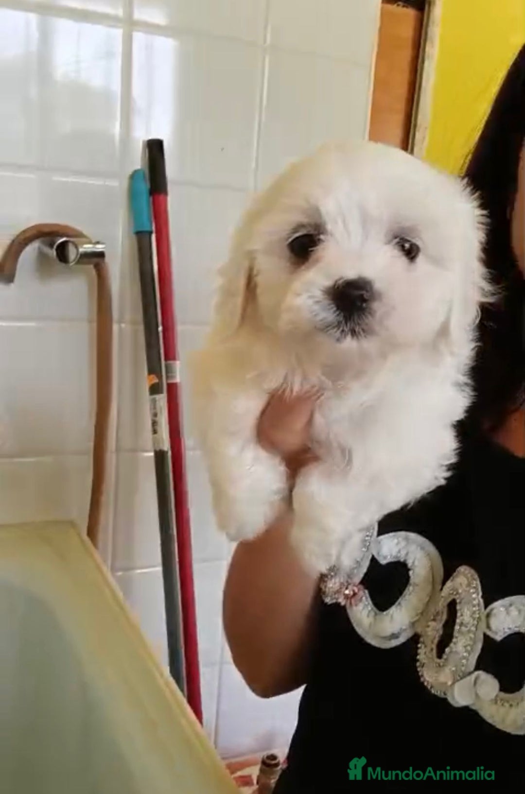 Bichón Maltés perros en venta: Bichón maltés  - Imagen 5