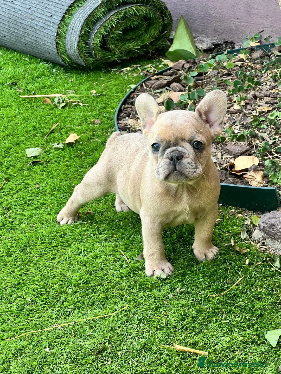 Bulldog Francés perros en venta: entra en nuestra web milcachorros.es - Anuncio 16