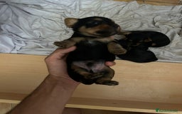 Yorkshire Terrier perros en venta: Camada de Yorkshire - Imagen 7