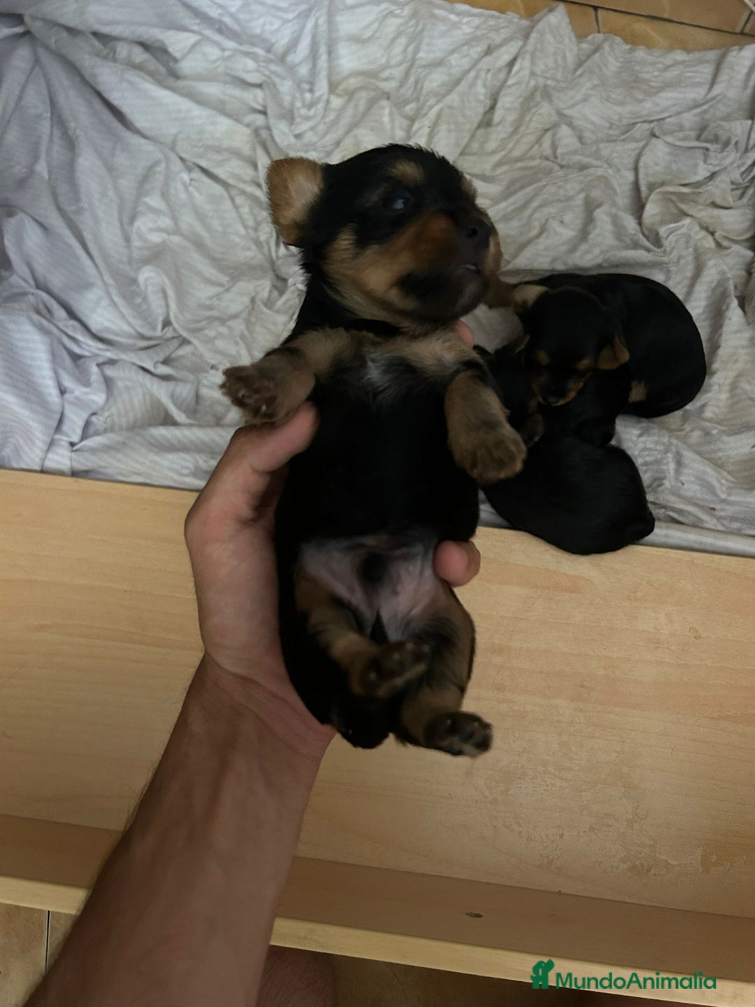 Yorkshire Terrier perros en venta: Camada de Yorkshire - Imagen 7