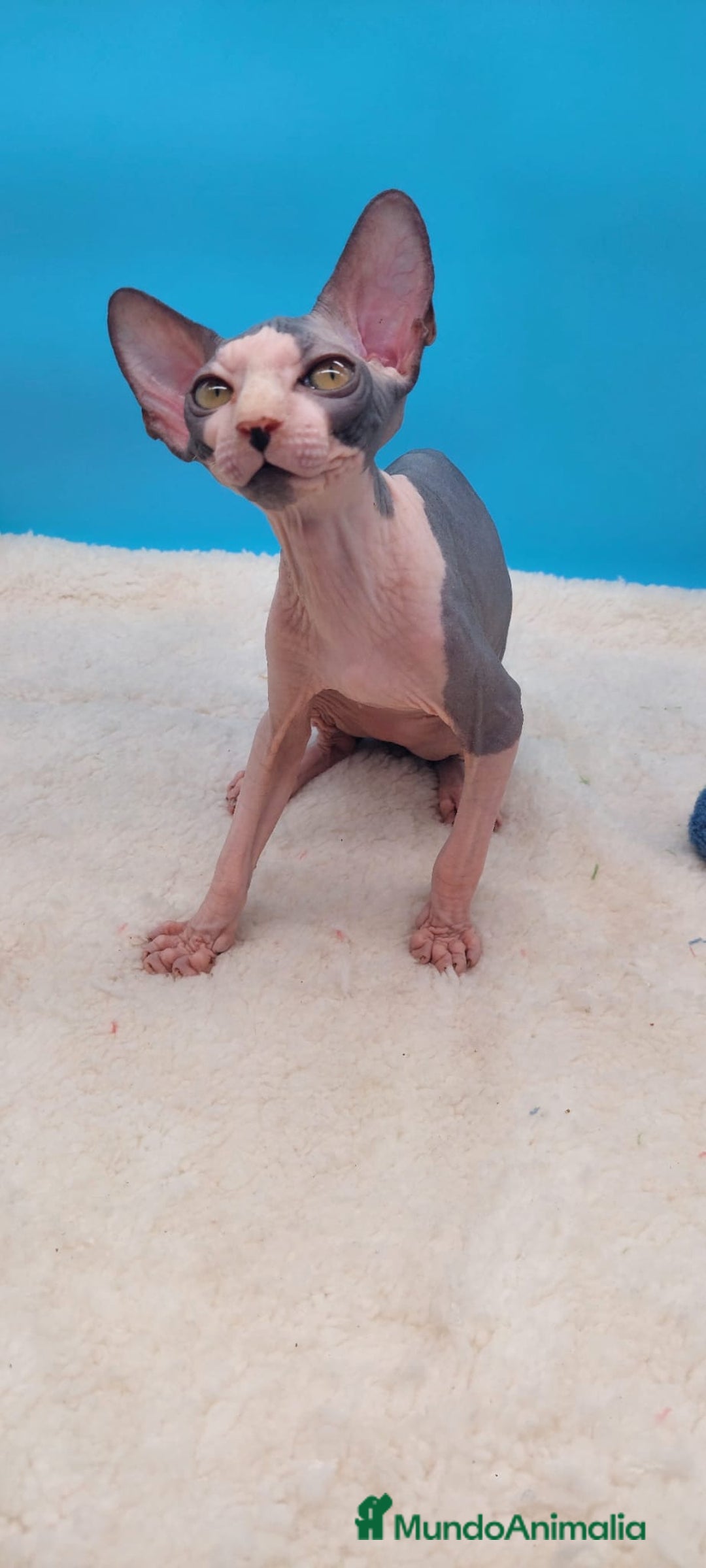 Sphynx gatos en venta: Machito bicolor  - Anuncio 3