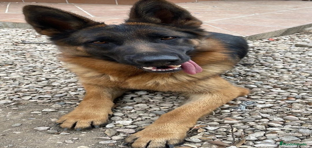 Imagen de galería {{count}}