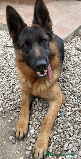 Imagen de galería {{count}}