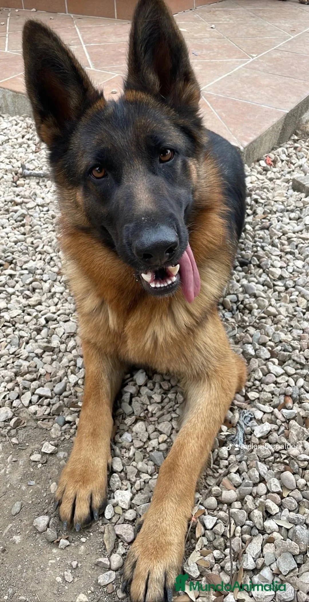 Imagen de galería {{count}}