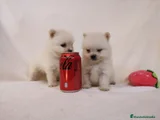 Pomerania Cachorro 6