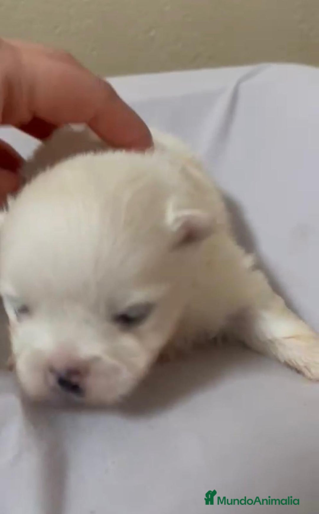 Pomerania perros en venta: Lulu pomerania toy - Anuncio 12