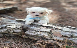 Bichón Maltés perros en venta: Bichon maltés excelentes cachorros  - Imagen 10
