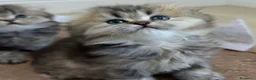 Scottish Fold gatos en venta: Scottish Fold Highland  - Anuncio 5