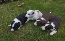 Border Collie perros en venta: Cachorros de border collie  - Anuncio 8