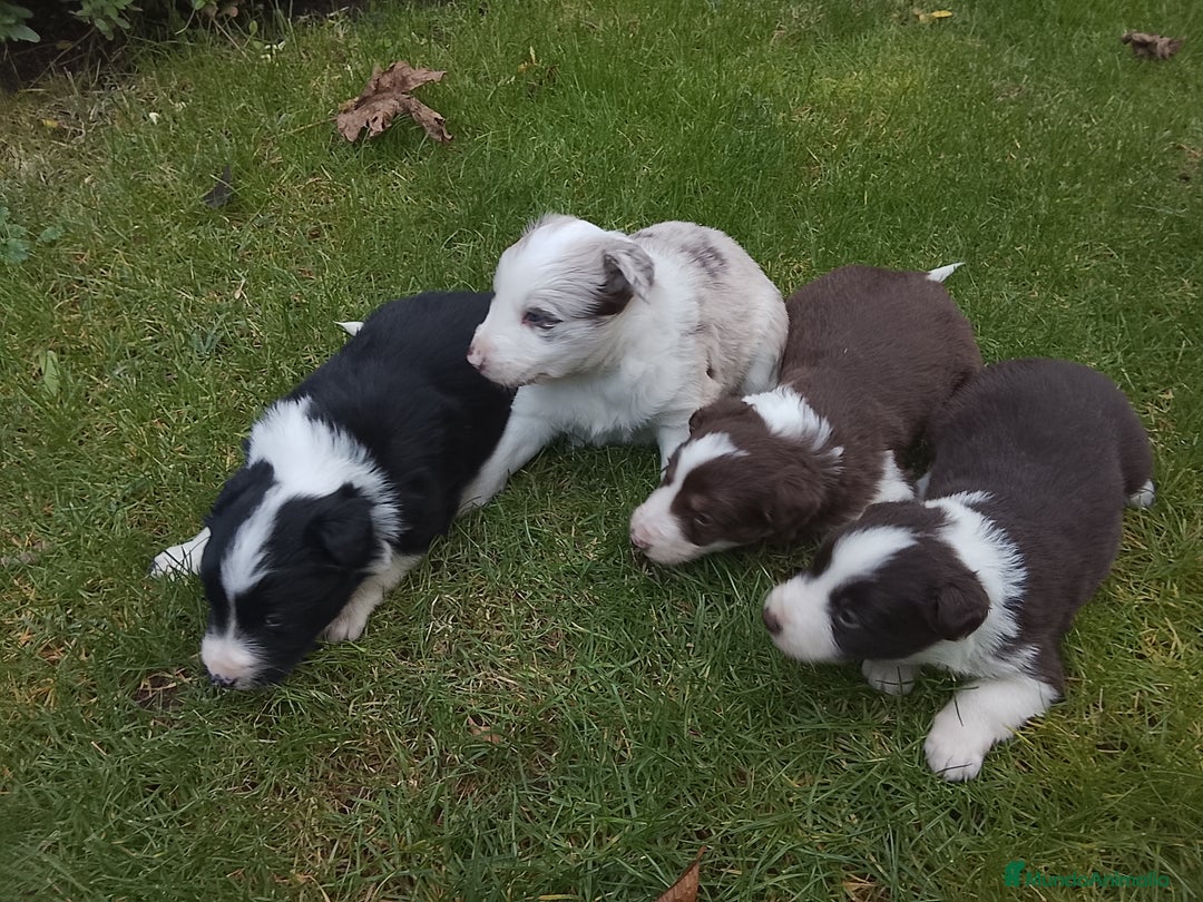 Border Collie perros en venta: Cachorros de border collie  - Anuncio 8