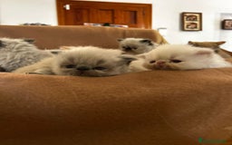 Persa gatos en venta: Persas himalayos - Imagen 4