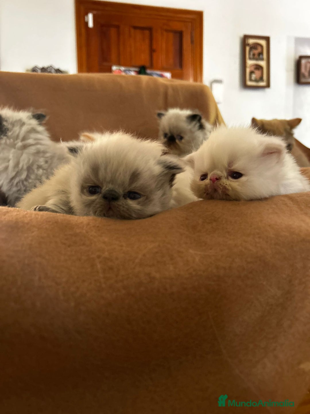 Persa gatos en venta: Persas himalayos - Imagen 4