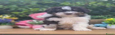Perro de Agua Español 3