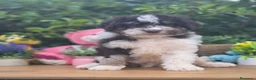 Perro de Agua Español perros en venta: Excelente camada de perro de aguas - Anuncio 6