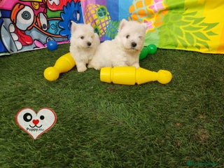 West Highland White Terrier perros en Córdoba - Anuncio 2