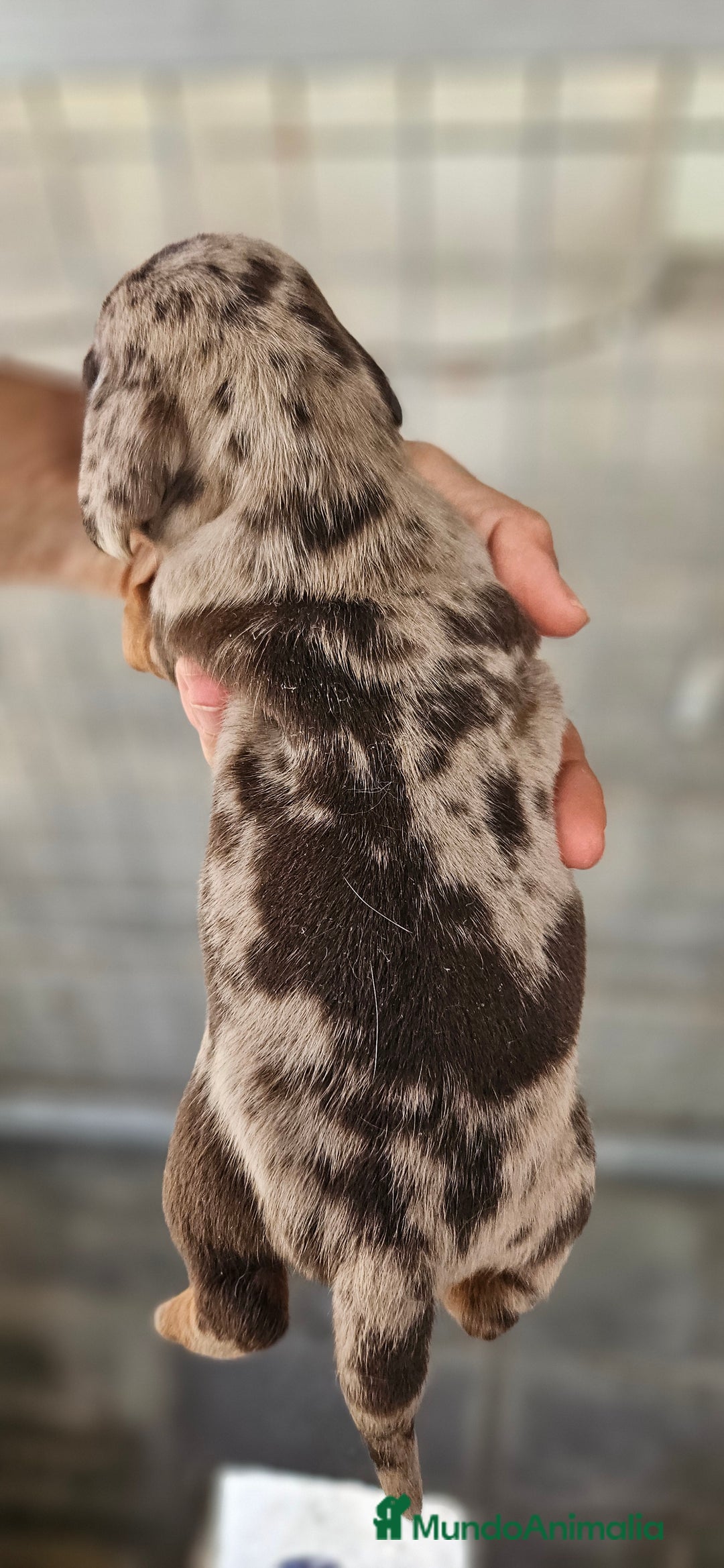 Teckel perros en venta: Teckel miniatura  - Anuncio 2