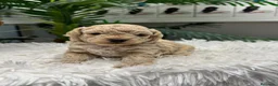 Maltipoo perros en venta: MALTIPOO HEMBRA - Anuncio 13