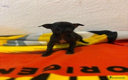 Chihuahua perros en venta: Chihuahua toy - Imagen 18