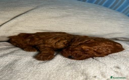 Caniche Toy perros en venta: 4 preciosos caniches toy rojos  - Imagen 8