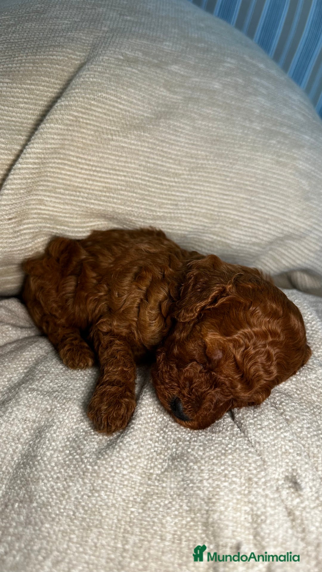Caniche Toy perros en venta: 4 preciosos caniches toy rojos  - Imagen 8