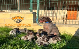 Otras razas perros en venta: Drahthaar - Imagen 1