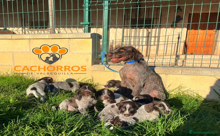 Otras razas perros - Anuncio 1