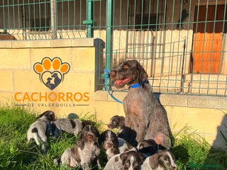 Otras razas perros - Anuncio 1