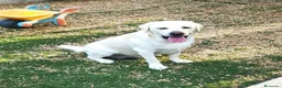 Labrador Retriever perros en venta: Labrador Retriever  - Anuncio 2
