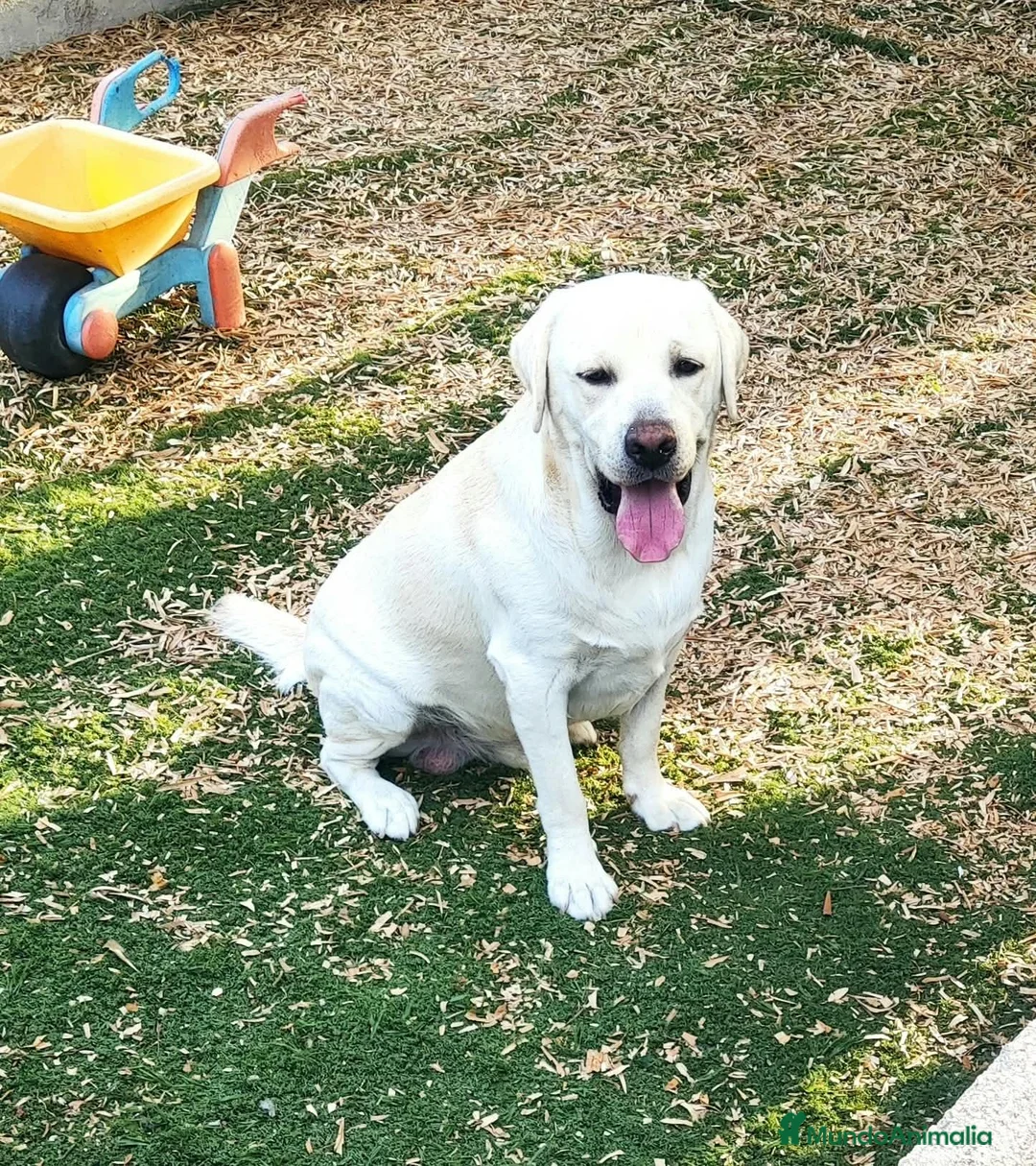 Labrador Retriever perros en venta: Labrador Retriever  - Anuncio 2
