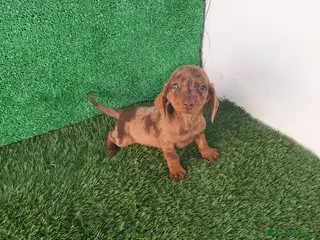 Teckel perros TECKEL MINI ARLEQUIN - Anuncio 5