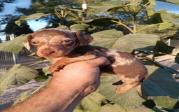 Teckel perros en venta: Teckels miniatura  - Imagen 2