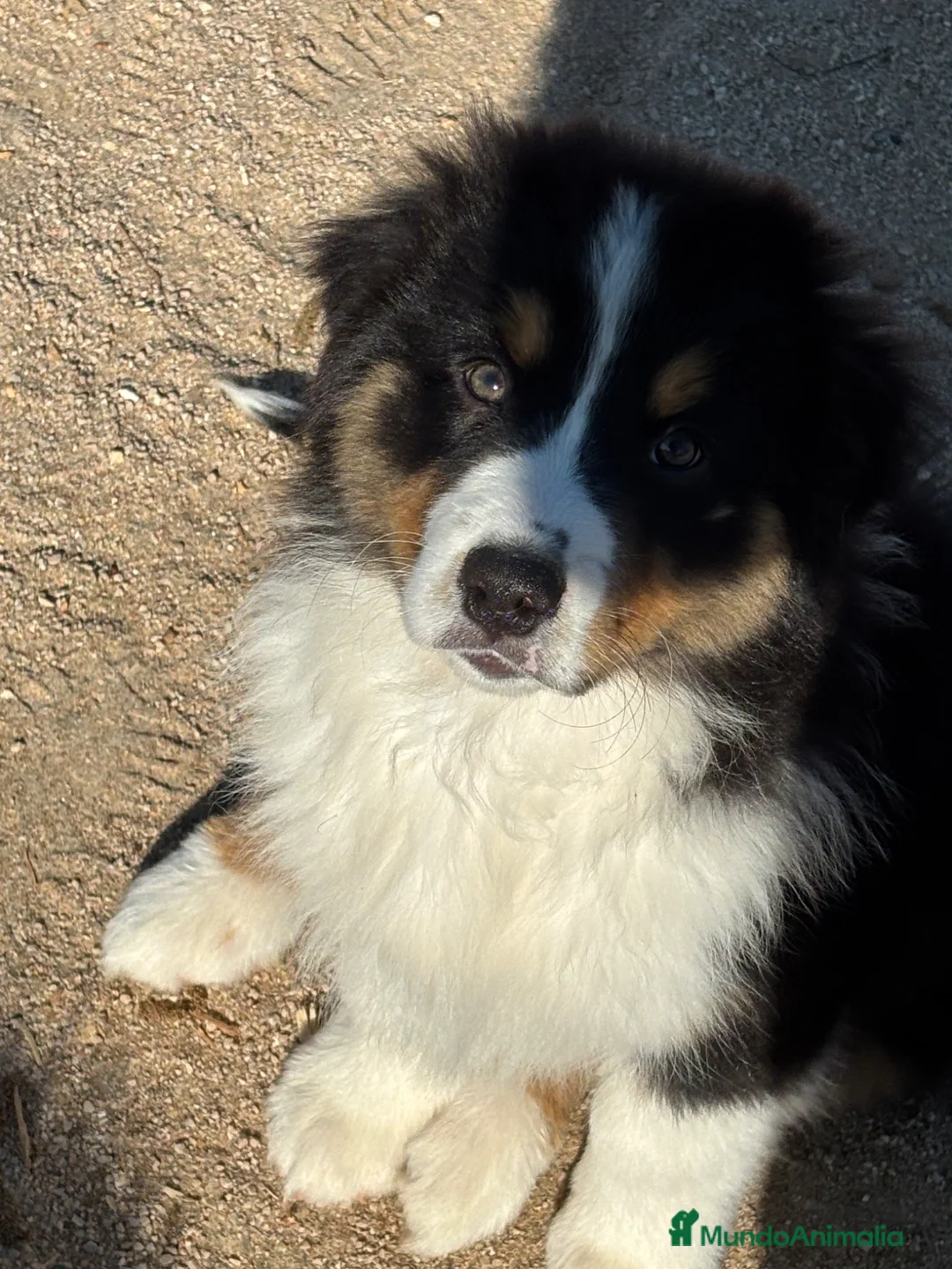 Pastor Australiano perros en venta: Macho pastor australiano  - Anuncio 11