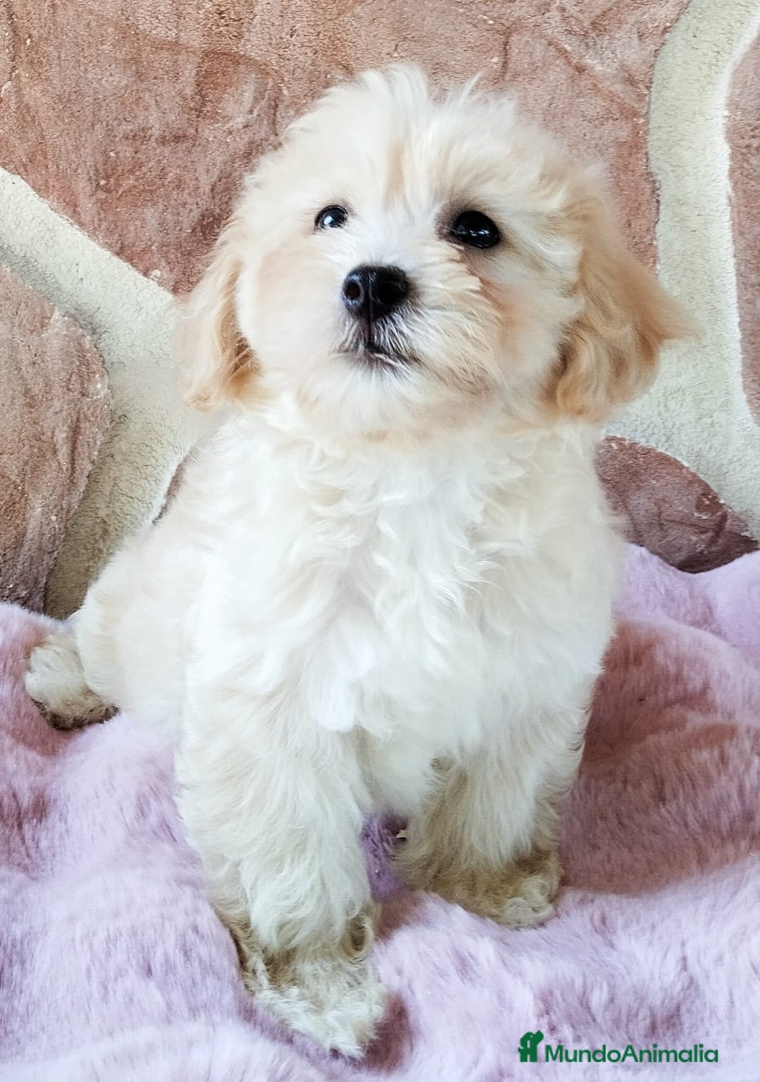 Maltipoo perros en venta: MALTIPOO  - Imagen 3