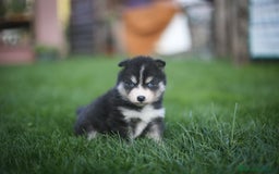 Pomsky perros en venta: Pomsky Toy F3 - Imagen 5