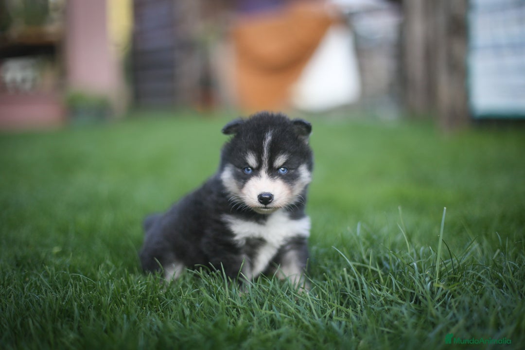 Pomsky perros en venta: Pomsky Toy F3 - Imagen 5