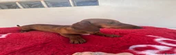 Teckel Miniatura perros en venta: CACHORROS DE TECKEL MINI ARLEQUÍN ROJO - Anuncio 12