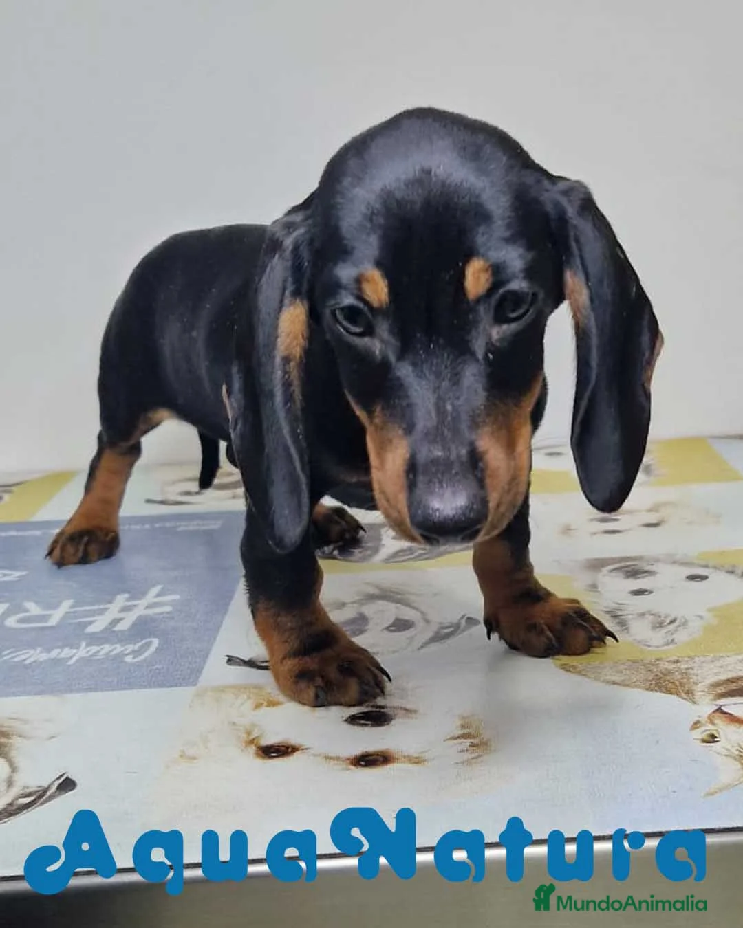 Teckel perros en venta: Teckel Hembra 9972 - AQUANATURA en Barcelona - Anuncio 3