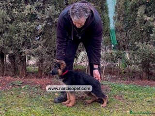 Pastor Alemán perros PASTOR ALEMAN EXCELENTE LINEA en Asturias - Anuncio 21