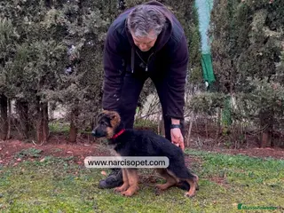 Pastor Alemán perros PASTOR ALEMAN EXCELENTE LINEA en Asturias - Anuncio 19