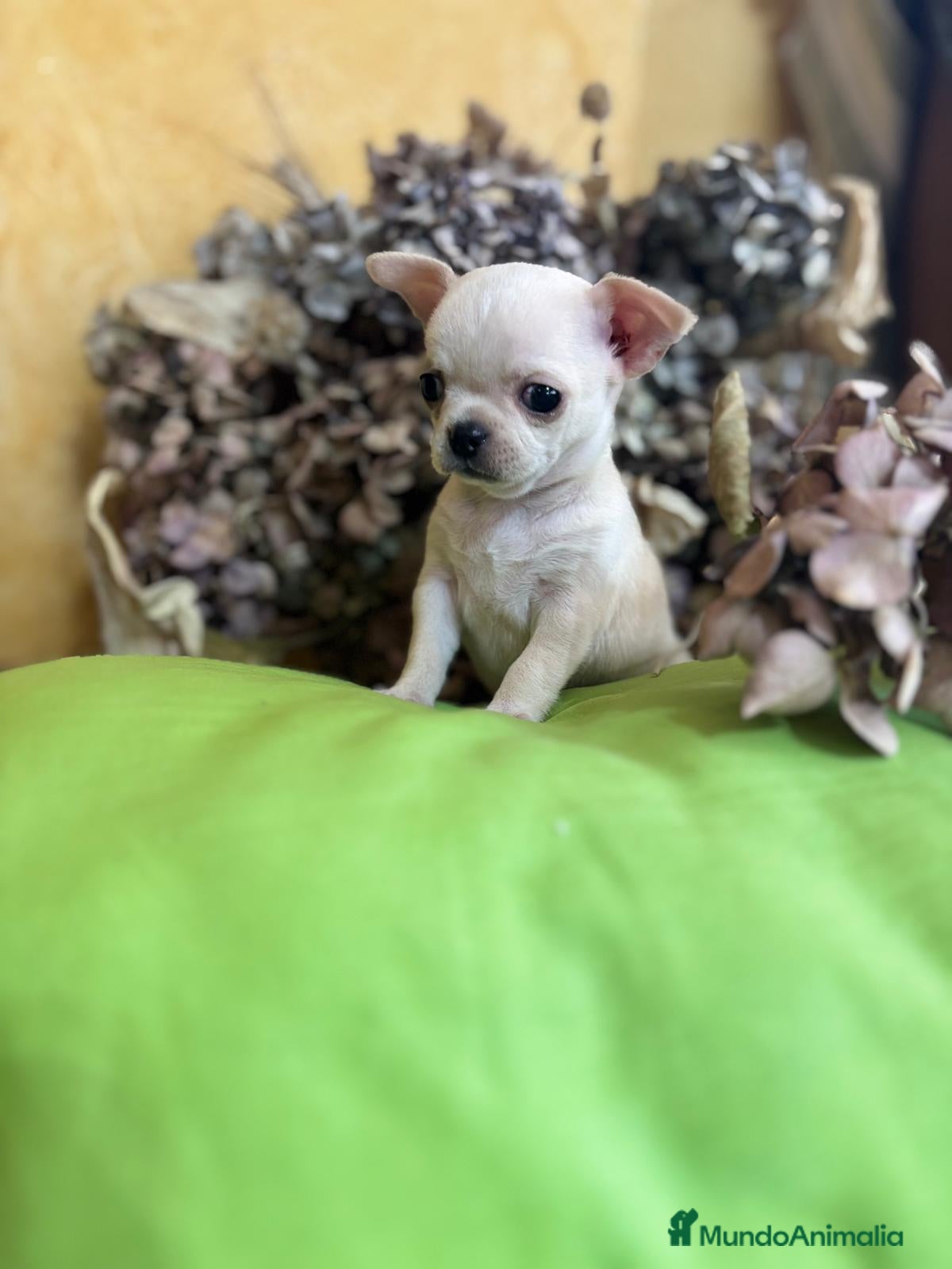 Chihuahua perros Chihuahuas macho disponible  - Anuncio 2