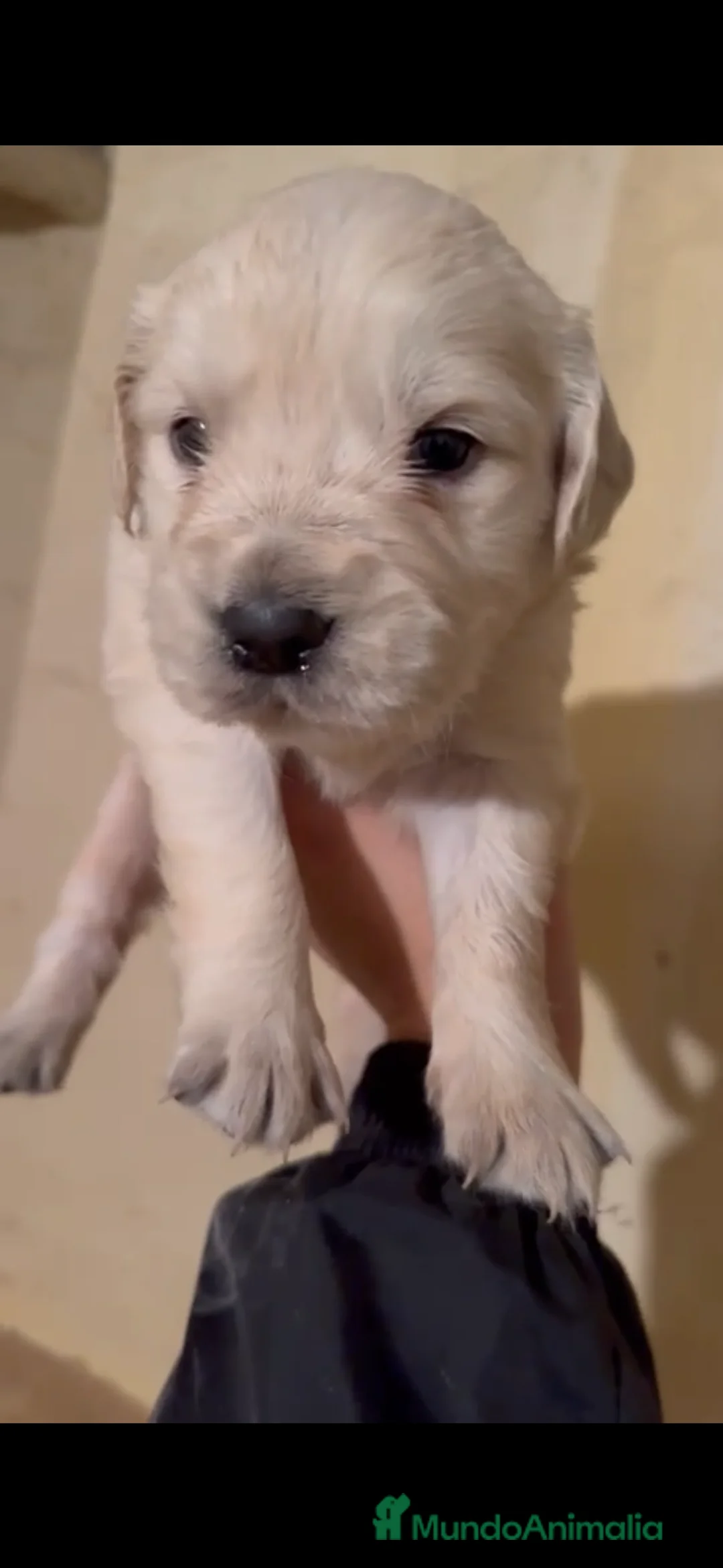 Golden Retriever perros en venta: Golden retriever disponibles - Anuncio 3