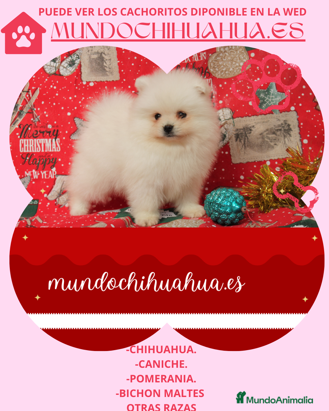 Pomerania Cachorro 4