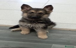 Pastor Alemán perros en venta: PASTOR ALEMÁN - Imagen 1