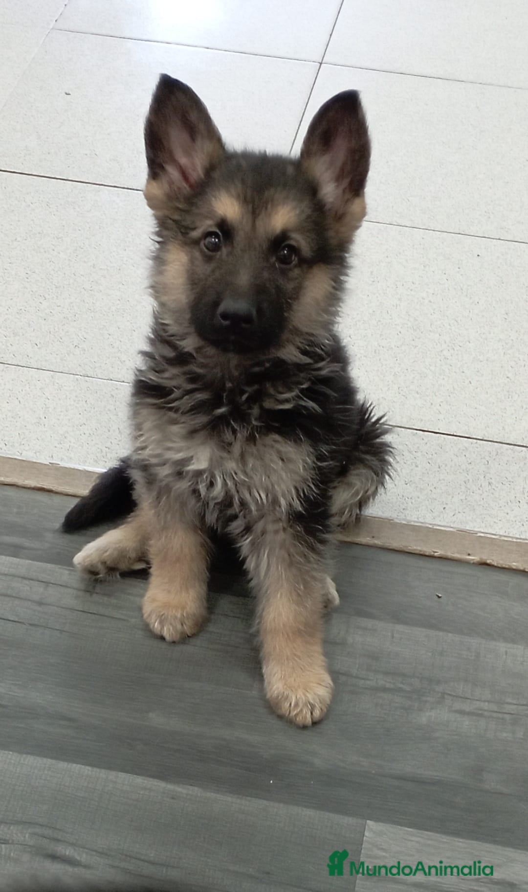 Pastor Alemán perros en venta: PASTOR ALEMÁN - Imagen 1