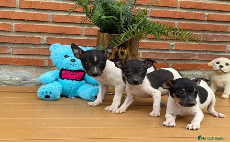 Ratonero Bodeguero Andaluz perros Últimos machos bodeguero - Anuncio 1