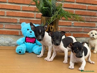 Ratonero Bodeguero Andaluz perros Últimos machos bodeguero - Anuncio 1