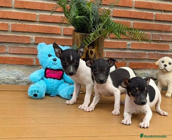 Ratonero Bodeguero Andaluz perros Últimos machos bodeguero - Anuncio 1