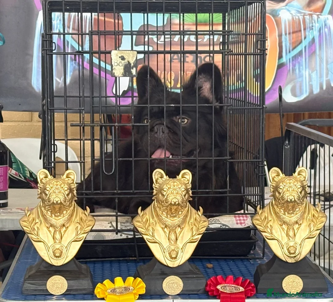Bulldog Francés perros para monta: Bulldog frances fluffy en Madrid - Anuncio 2