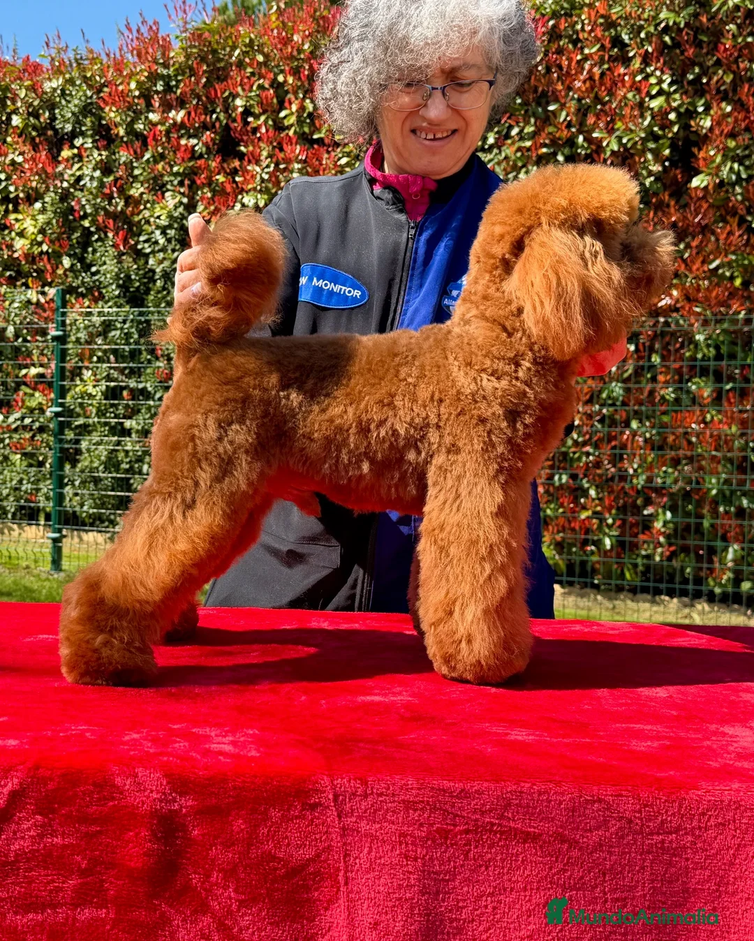 Caniche Toy perros para monta: 2 Caniche toy y enano para montas súper rojos  - Anuncio 2